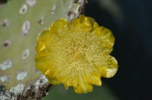 Kaktusblomma