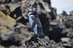 Galapagos Pingvin