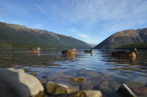 Nelson Lake