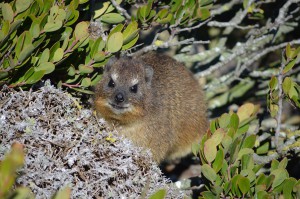 Dassie